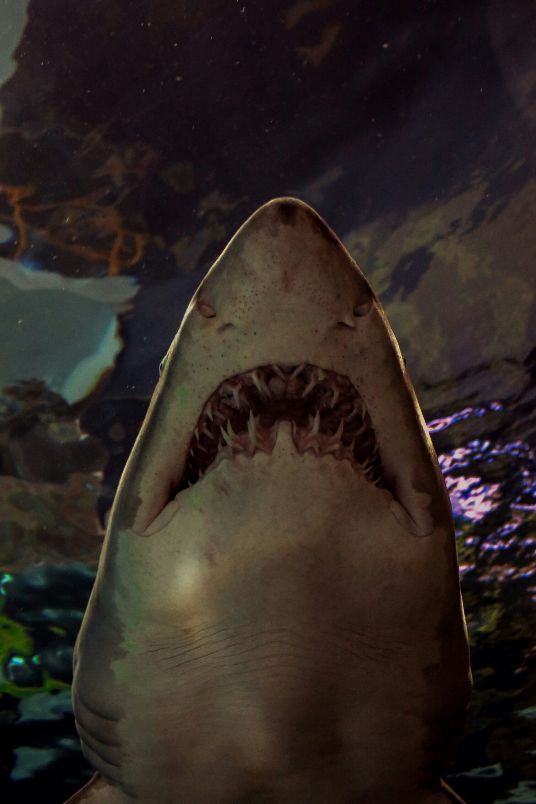 shark lurks in dark waters
