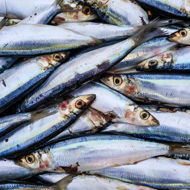 sardines are packed