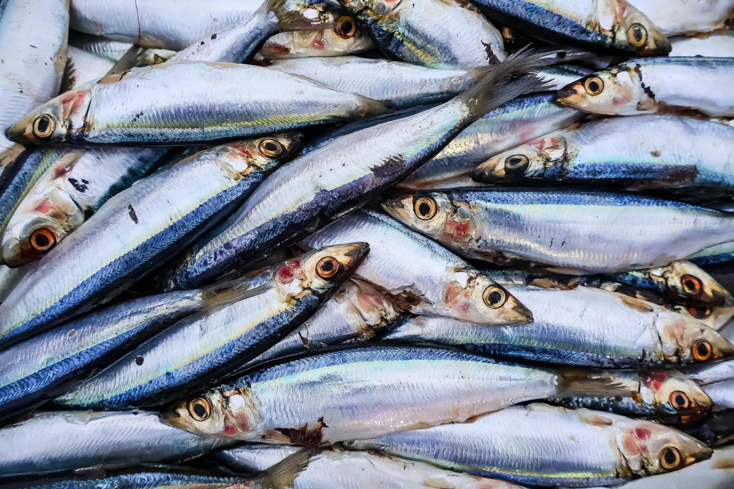 sardines are packed